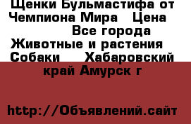 Щенки Бульмастифа от Чемпиона Мира › Цена ­ 1 000 - Все города Животные и растения » Собаки   . Хабаровский край,Амурск г.